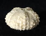 Coelopleurus coronalis (LESKE 1778) - Bild © FossNet FossilienStore